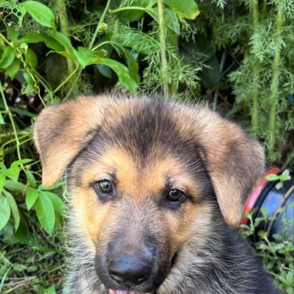 Jack, German Shepherd Puppy